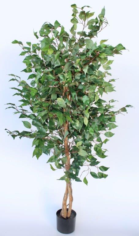 Large Ficus Tree